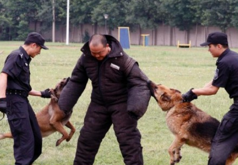 警犬技術(shù)專業(yè)怎么樣 就業(yè)前景好不好(10條）