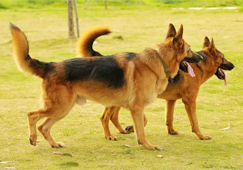 警犬技術(shù)專業(yè)怎么樣 就業(yè)前景好不好(10條）